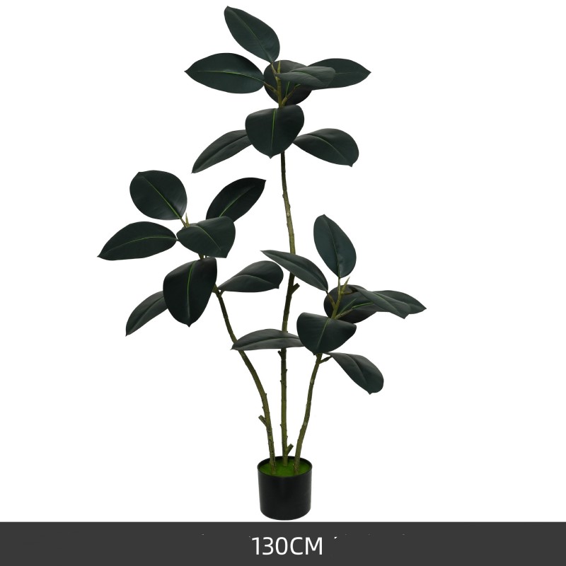130cm Black King Kong rubber tree