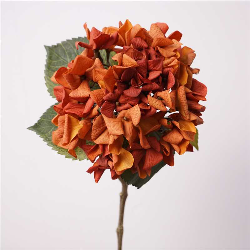 Soft-touch autumn-colored hydrangea