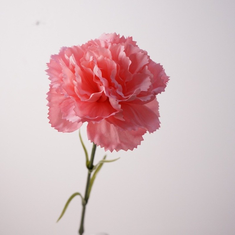 Soft-touch Carnation Wholesale