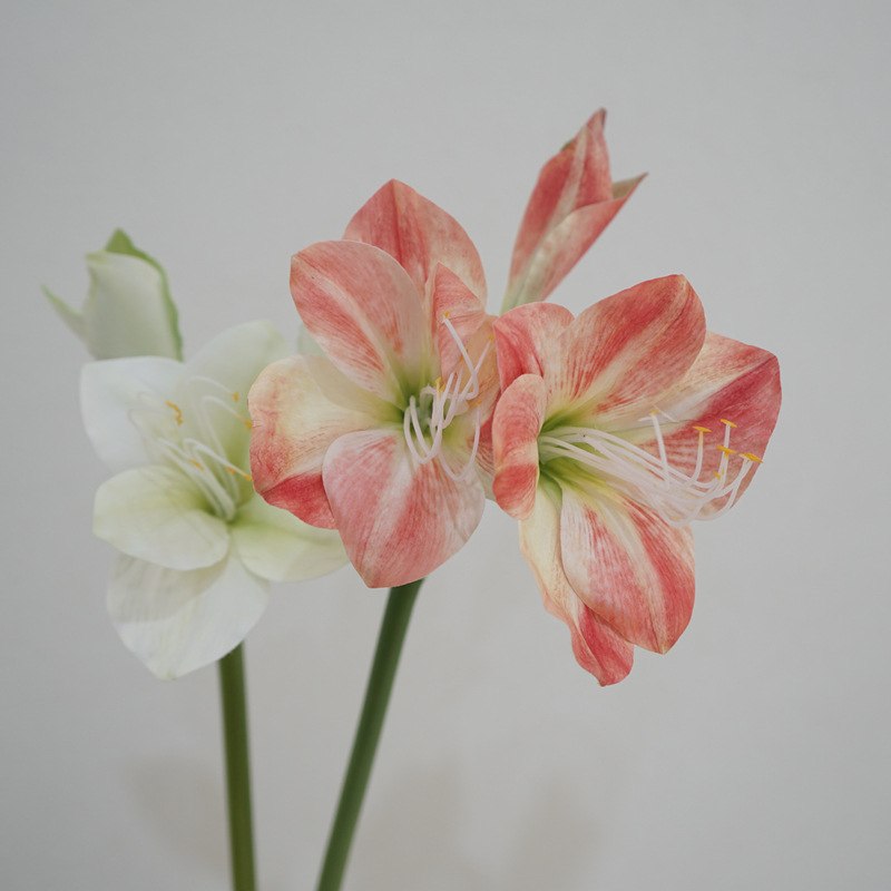 Artificial Clivia