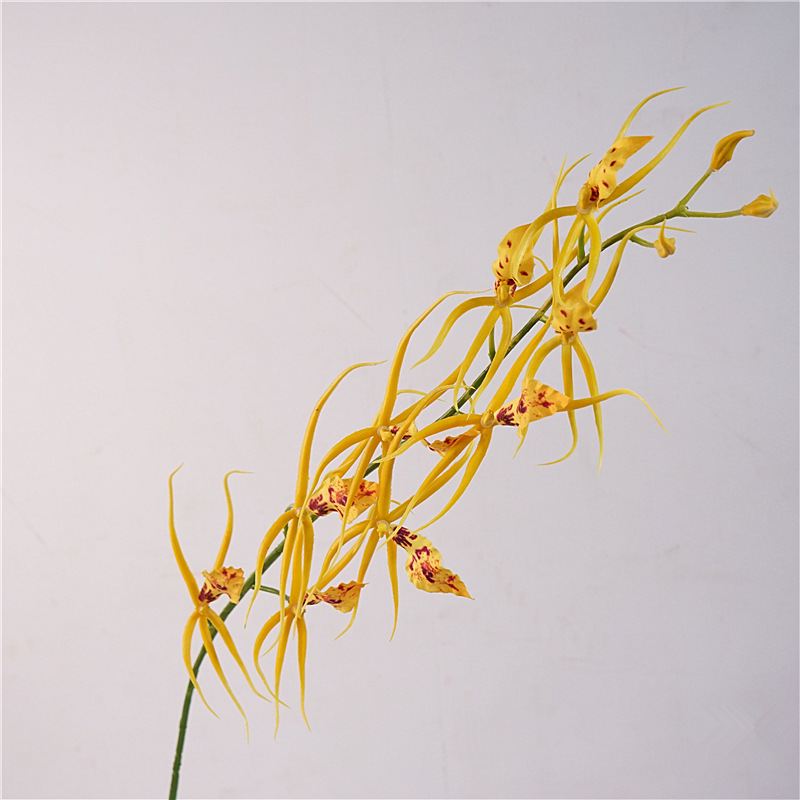 Faux Spider Orchid
