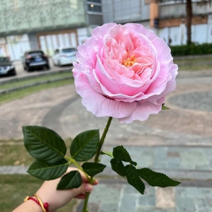 Wholesale of artificial single roses with a soft feel