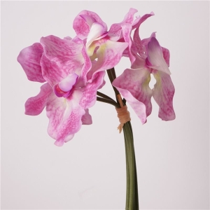Soft touch Vanda orchid bunch