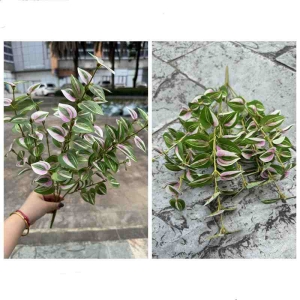 Artificial variegated Tradescantia