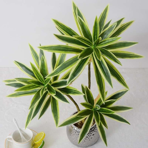 Artificial  Dracaena Reflexa