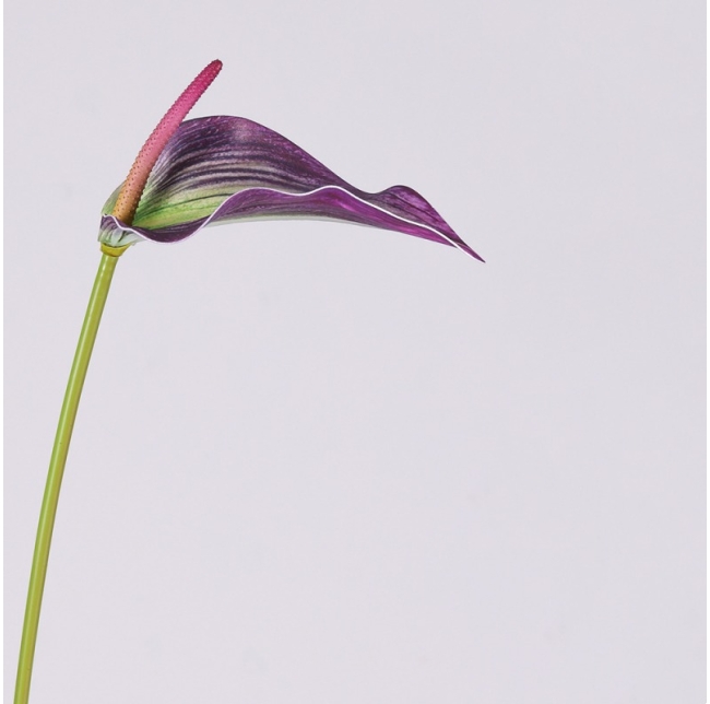 Artificial Anthurium Scherzerianum Stem 72CM