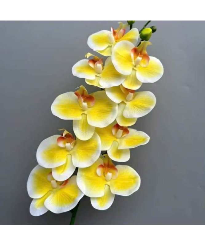 Realistic-looking Phalaenopsis orchid