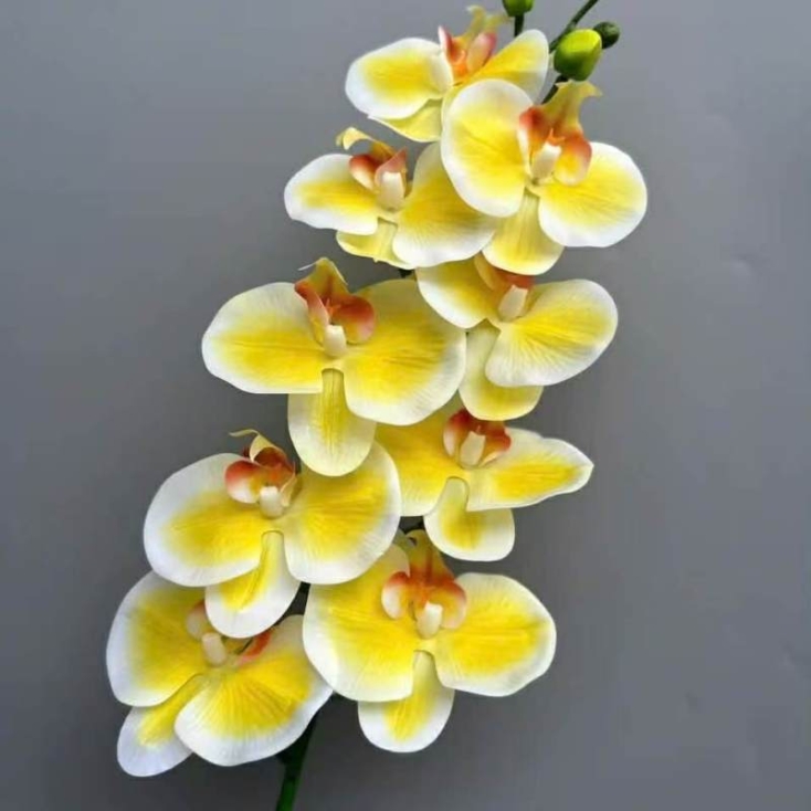 Realistic-looking Phalaenopsis orchid
