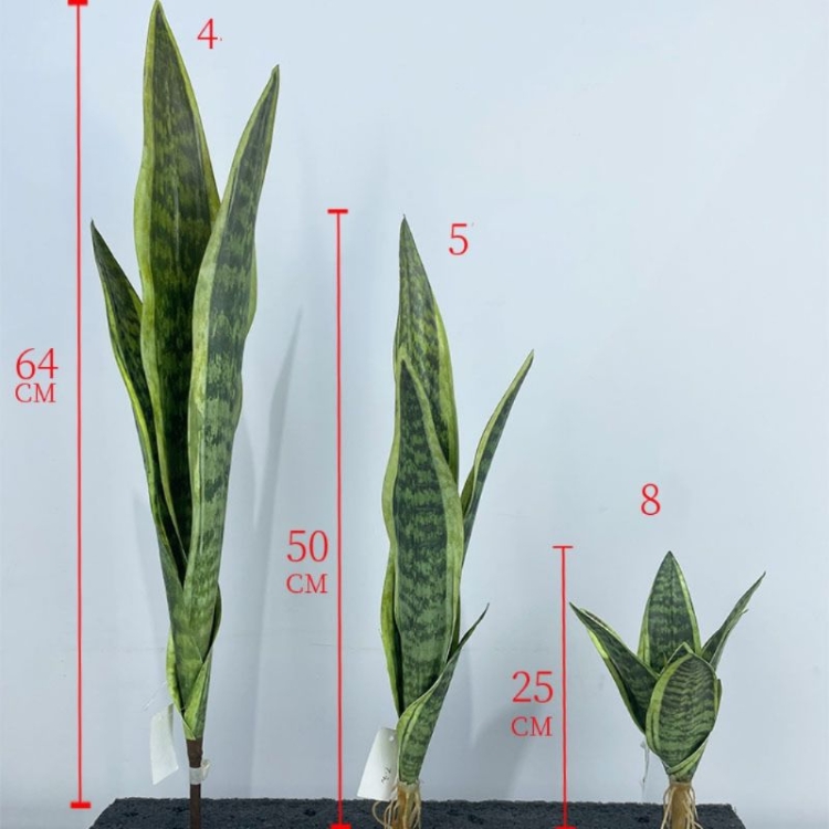 Artificial  snake plant