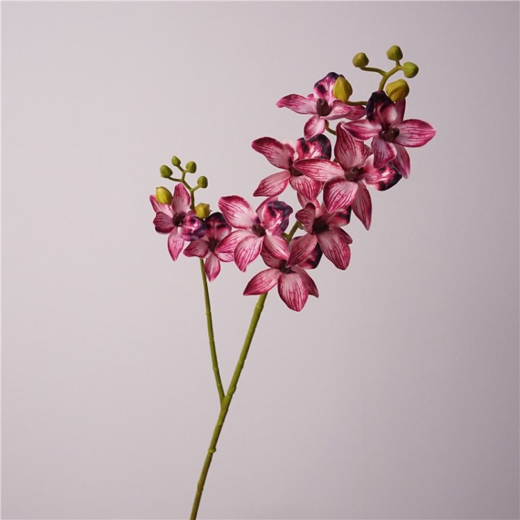 Realistic Phalaenopsis orchid with two branches