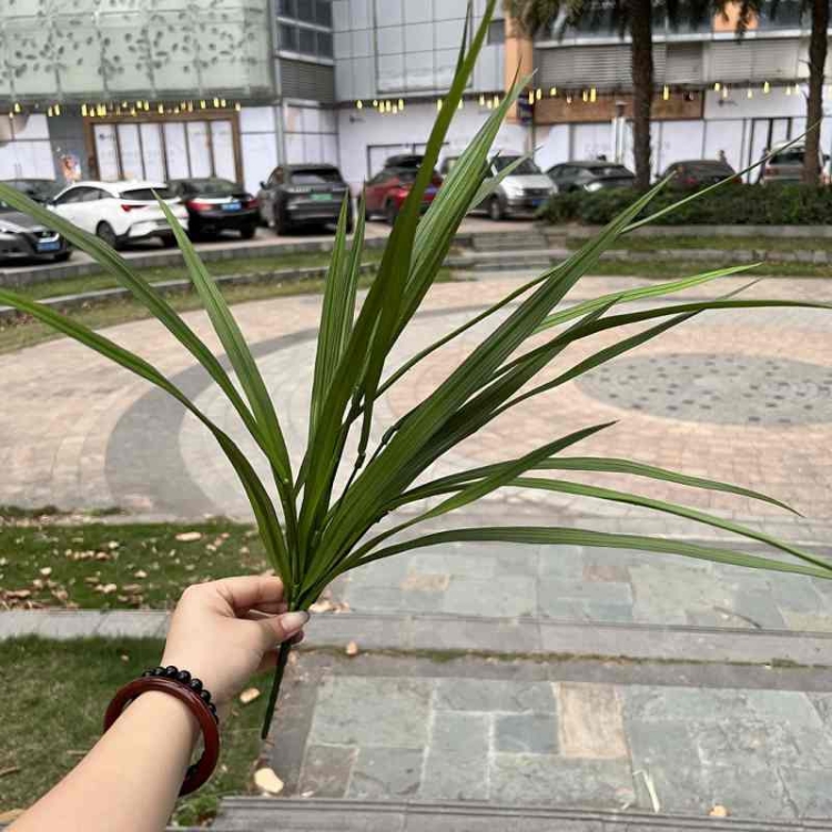 Artificial Cordyline Leaves