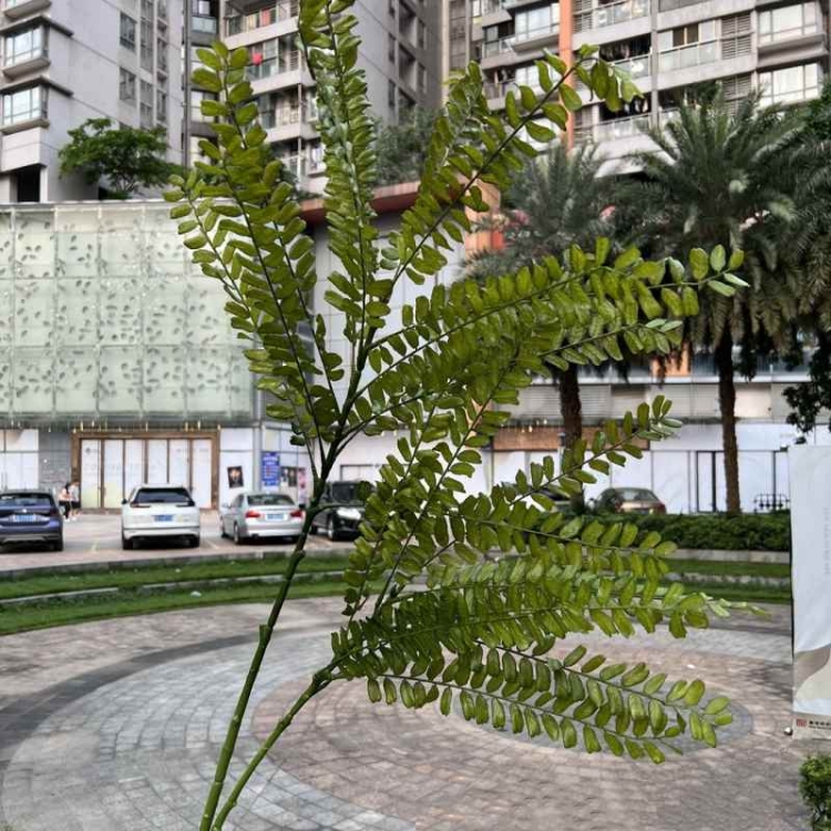 Artificial Phyllanthus Emblica Leaf Branch