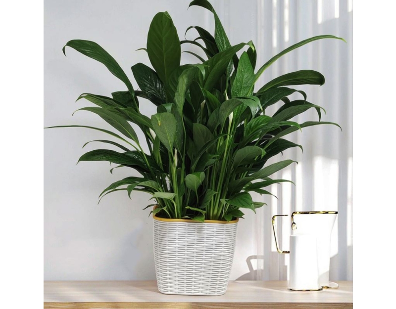 Double-layer anti-vine plastic flower pot