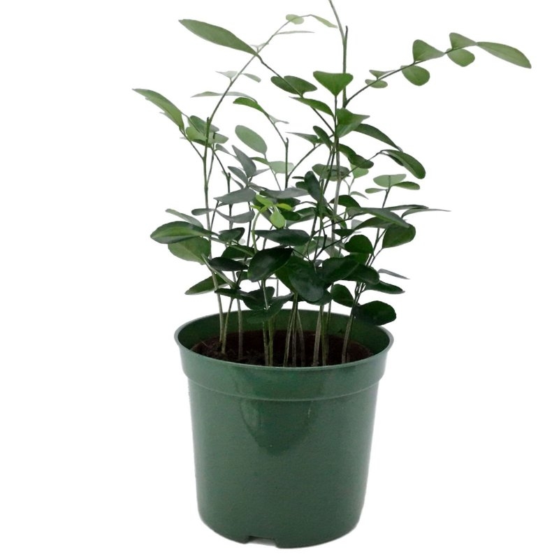 Lightweight small plastic flower pots