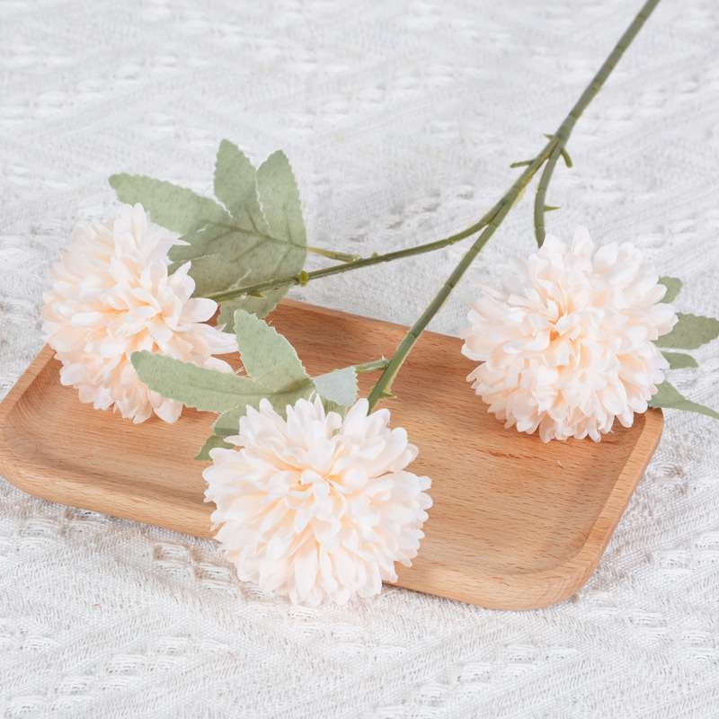 African Ping Pong Chrysanthemum