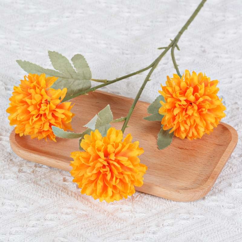 African Ping Pong Chrysanthemum