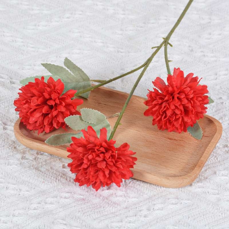 African Ping Pong Chrysanthemum