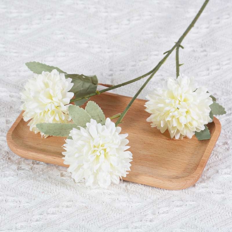 African Ping Pong Chrysanthemum