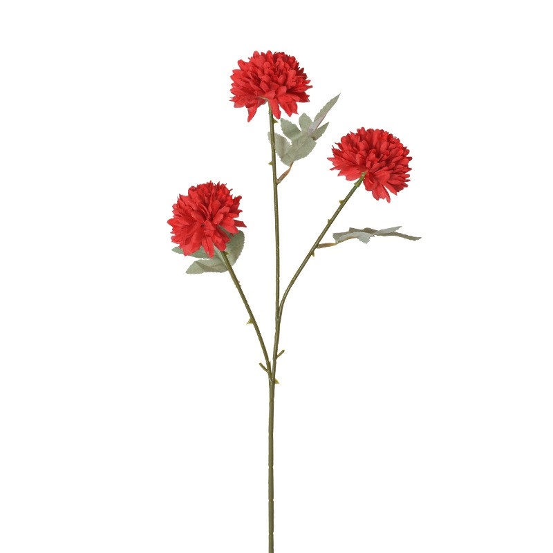 African Ping Pong Chrysanthemum