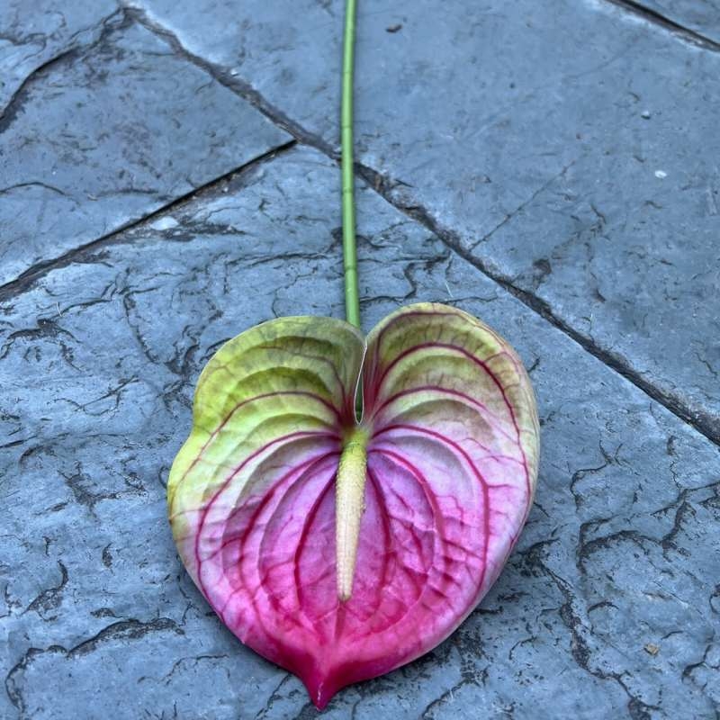 Artificial Anthurium