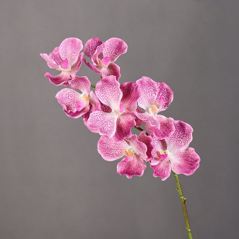 Soft-touch artificial mimics Vanda orchid