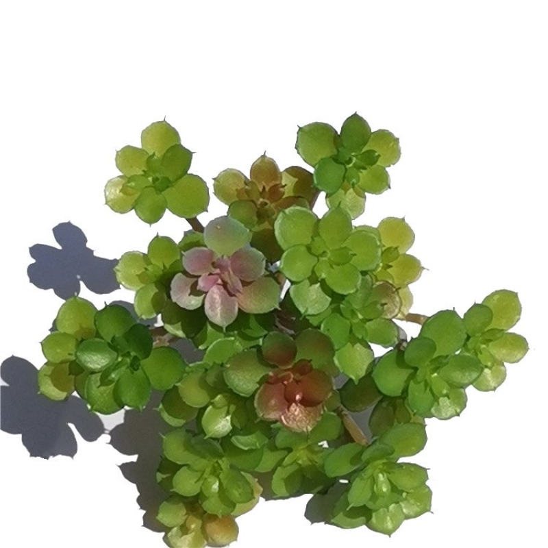 Artificial Sedum Palmeri Succulent