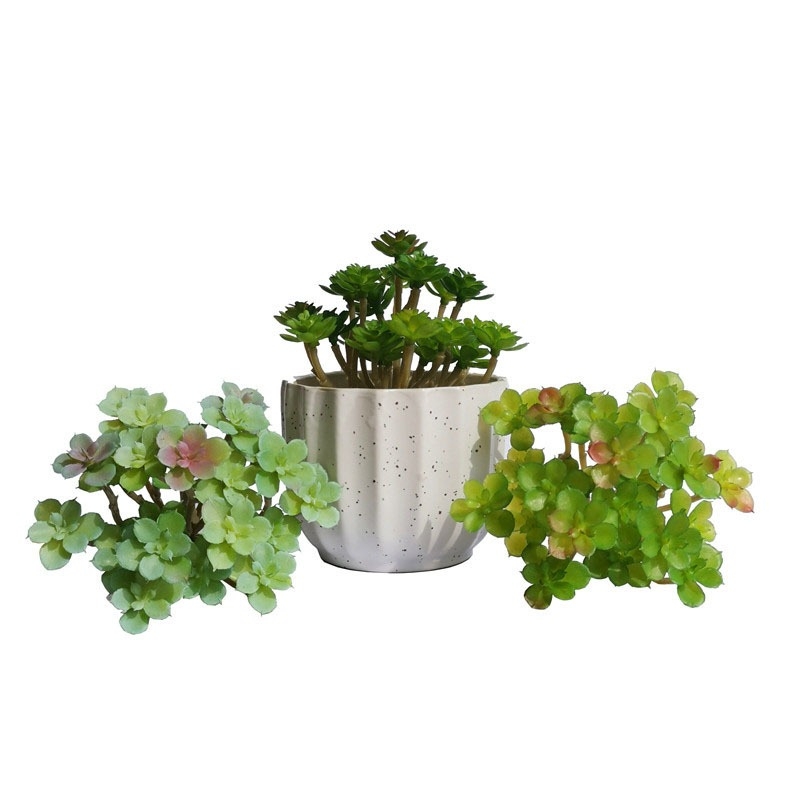 Artificial Sedum Palmeri Succulent