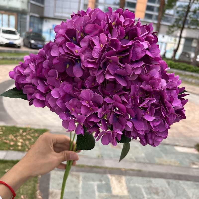 High-grade French hydrangea flowers