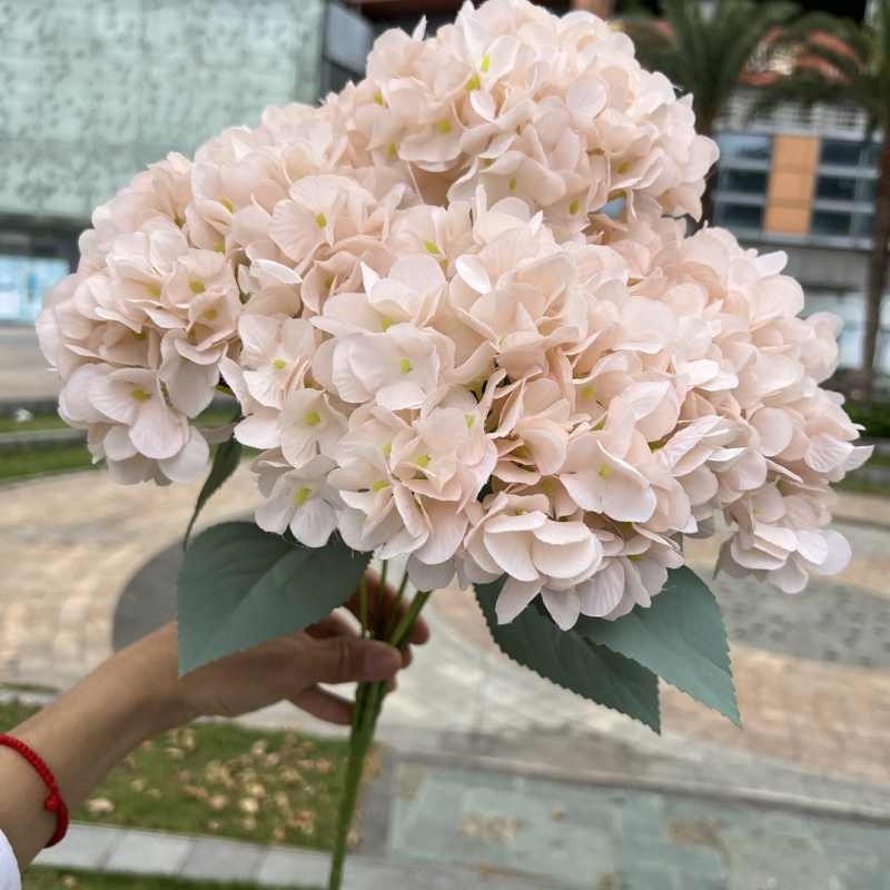 High-grade French hydrangea flowers