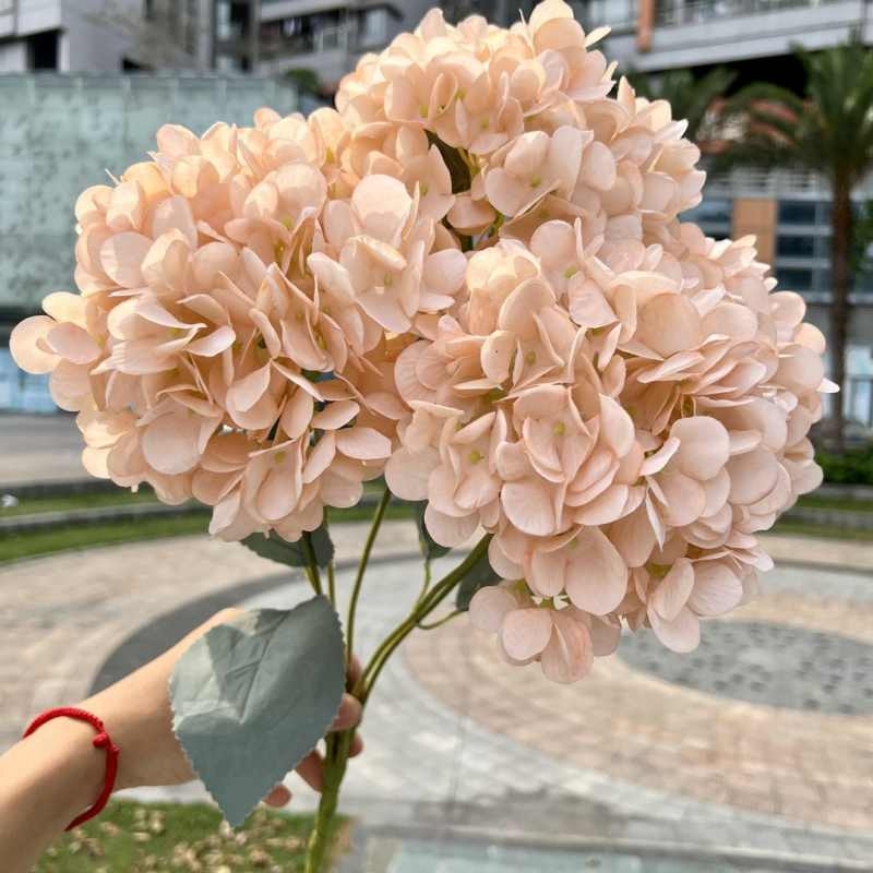 High-grade French hydrangea flowers