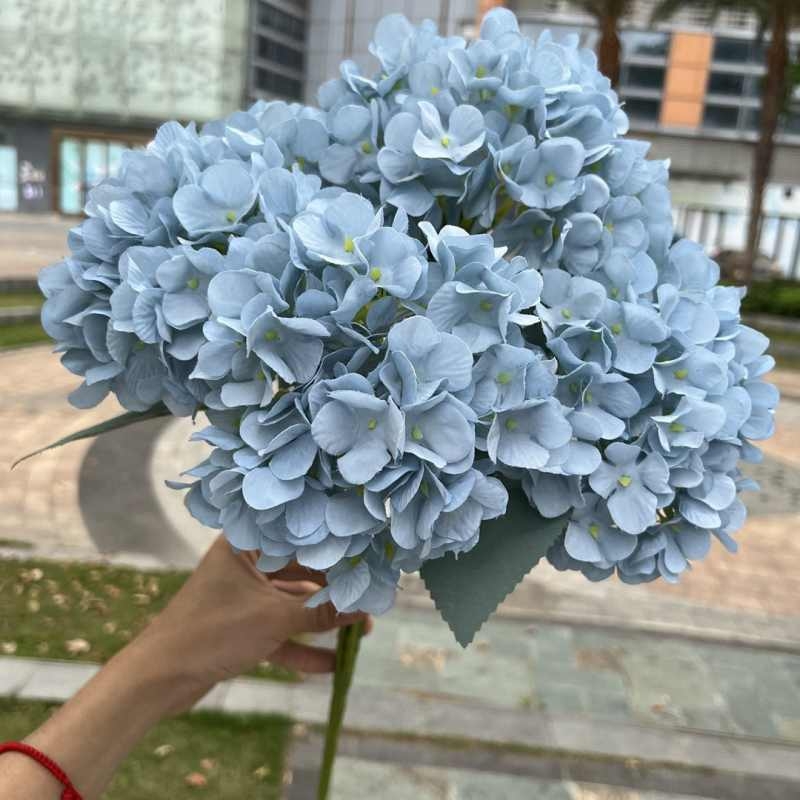 High-grade French hydrangea flowers
