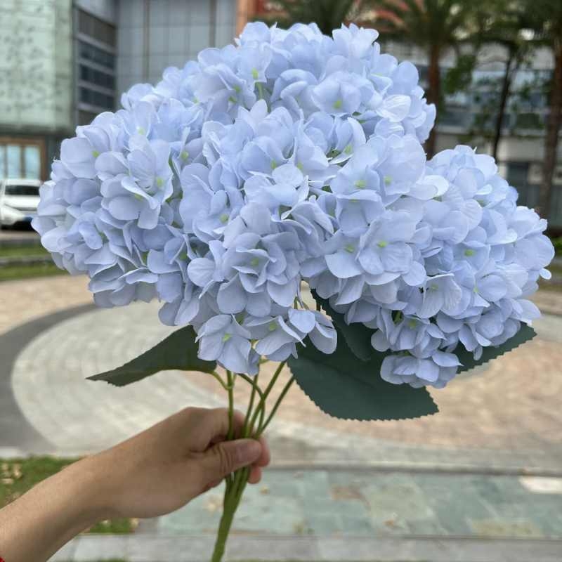High-grade French hydrangea flowers
