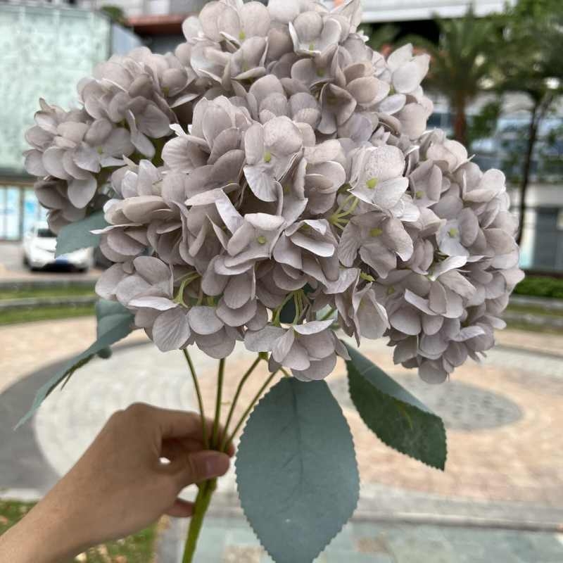 High-grade French hydrangea flowers
