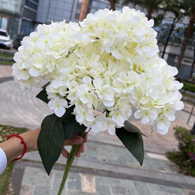 High-grade French hydrangea flowers