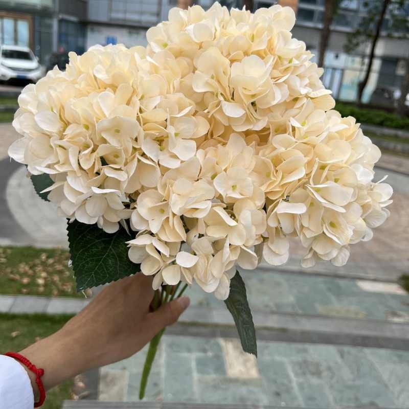 High-grade French hydrangea flowers