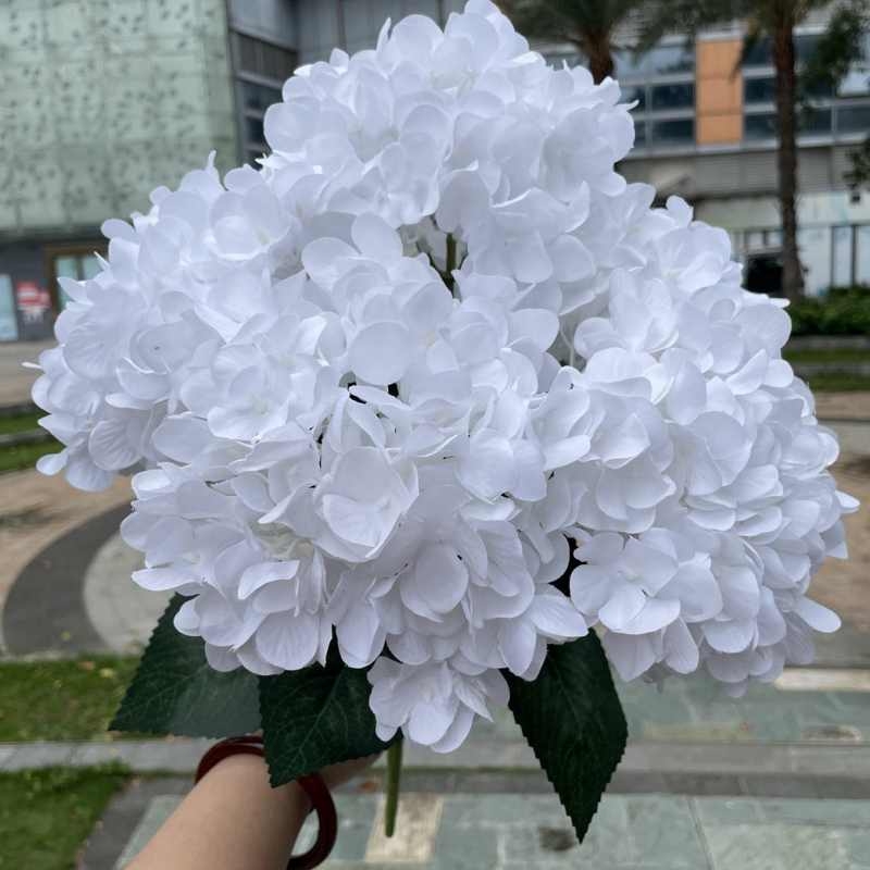 High-grade French hydrangea flowers