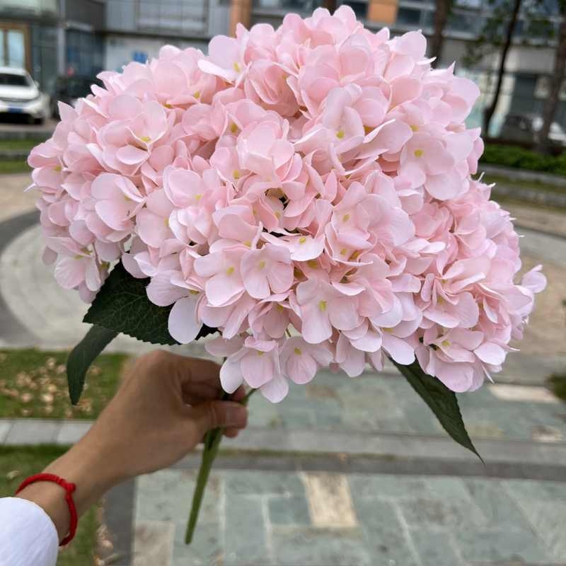 High-grade French hydrangea flowers