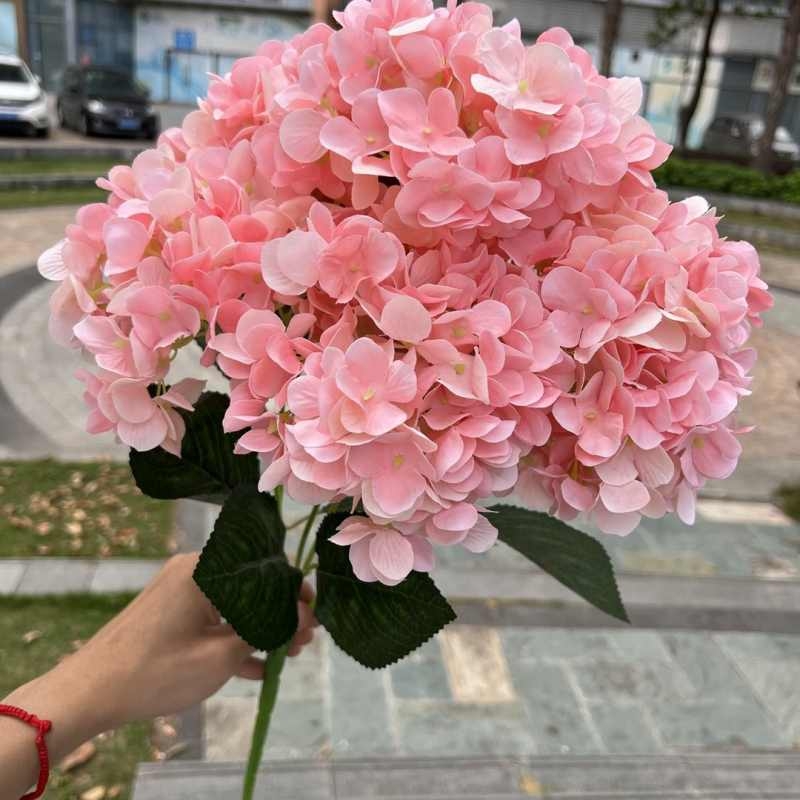 High-grade French hydrangea flowers