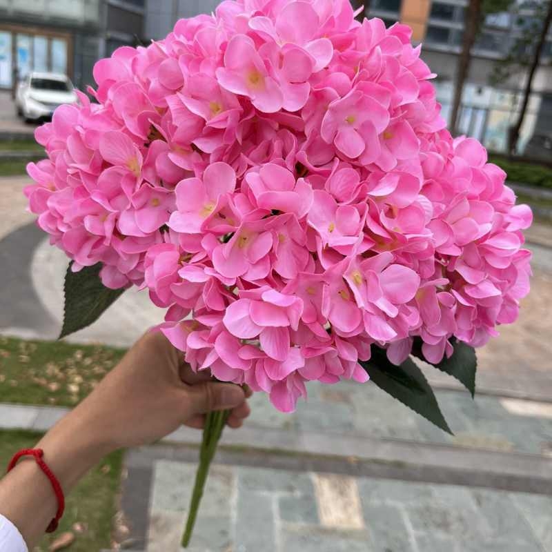 High-grade French hydrangea flowers