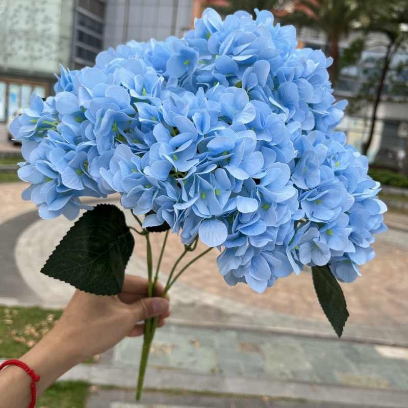 High-grade French hydrangea flowers
