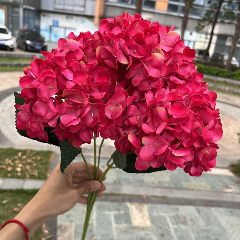 High-grade French hydrangea flowers
