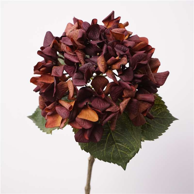 Soft-touch autumn-colored hydrangea
