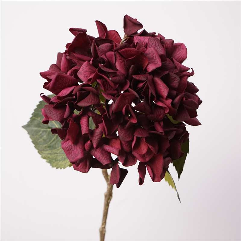 Soft-touch autumn-colored hydrangea