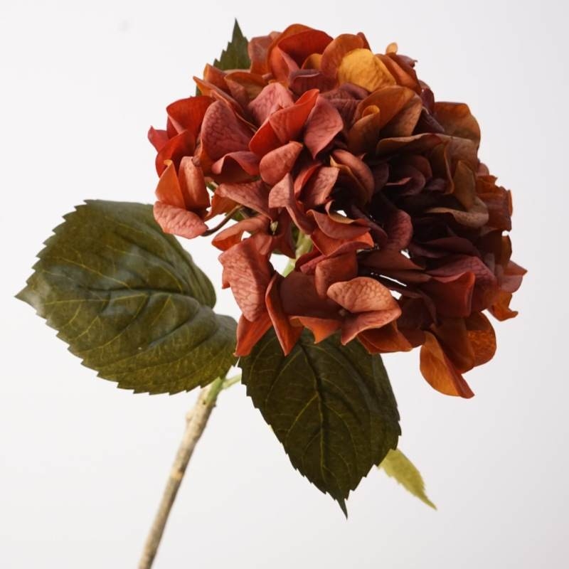 Soft-touch autumn-colored hydrangea