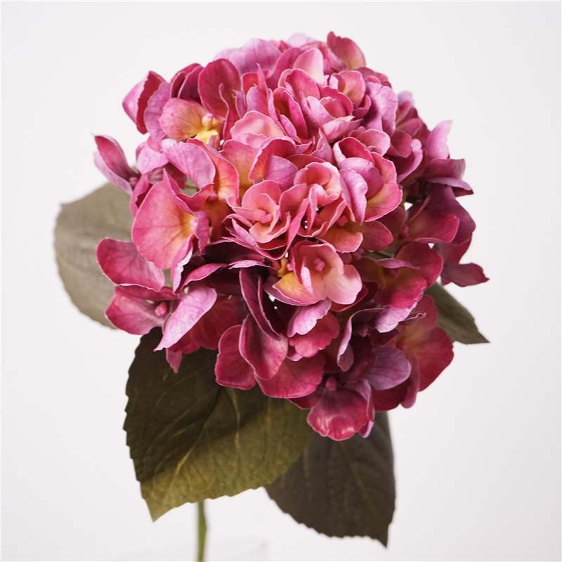 Soft-touch Big Hydrangea