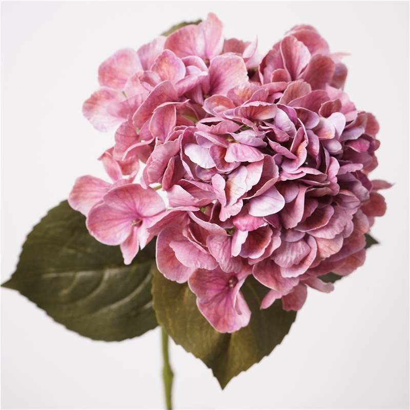Soft-touch Big Hydrangea
