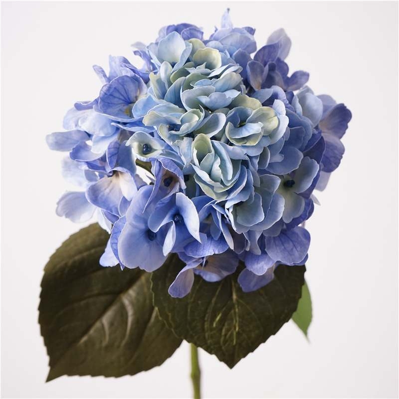 Soft-touch Big Hydrangea