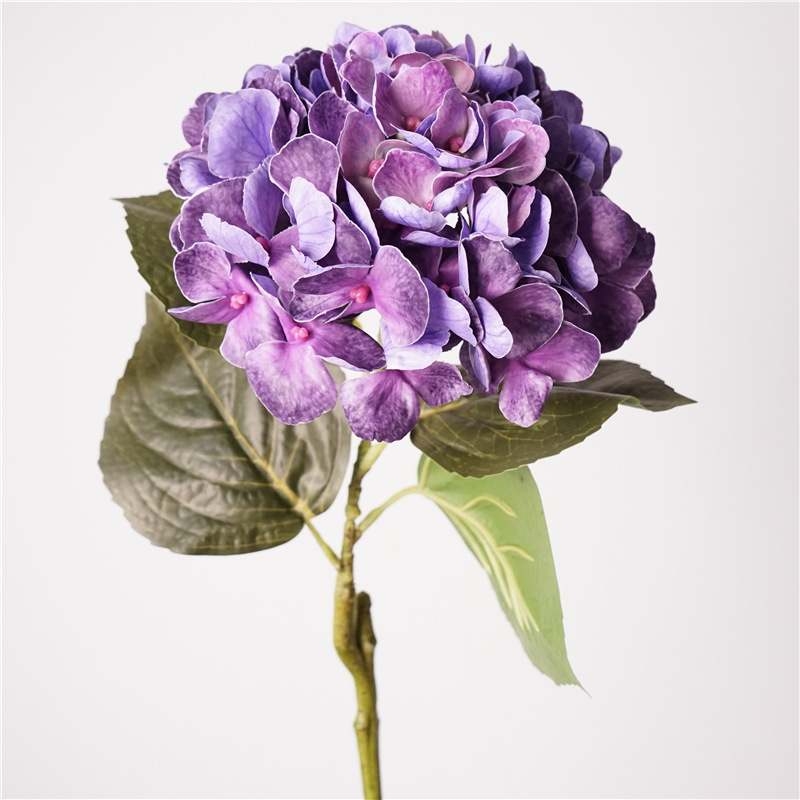 Soft-touch Big Hydrangea