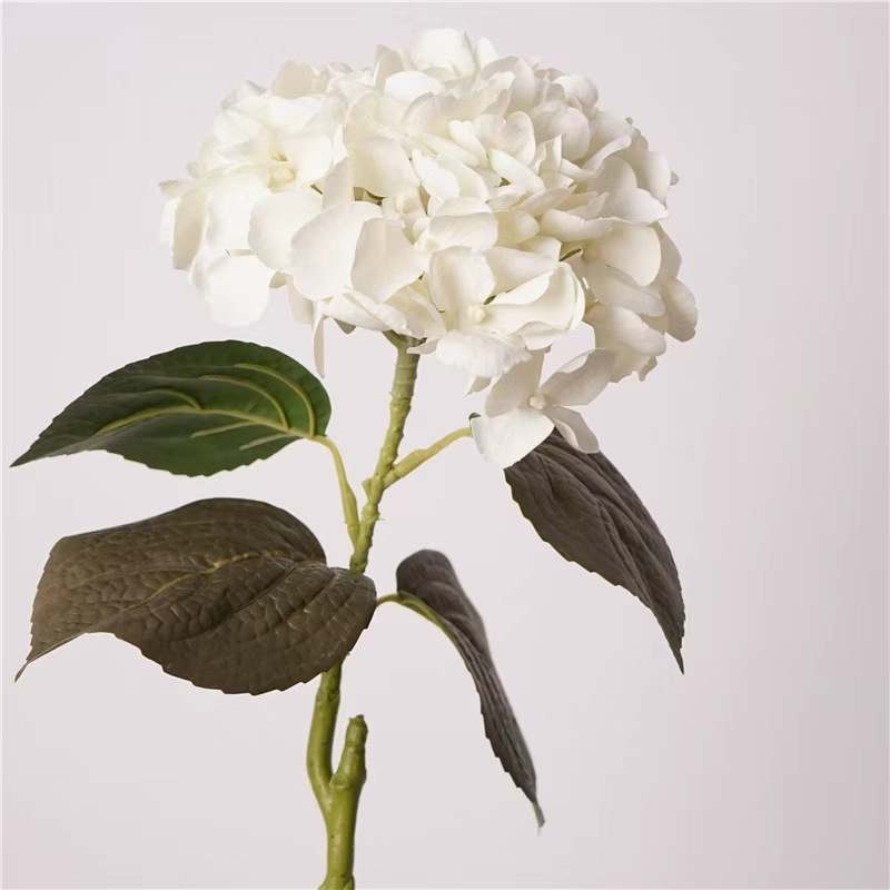 Soft-touch Big Hydrangea