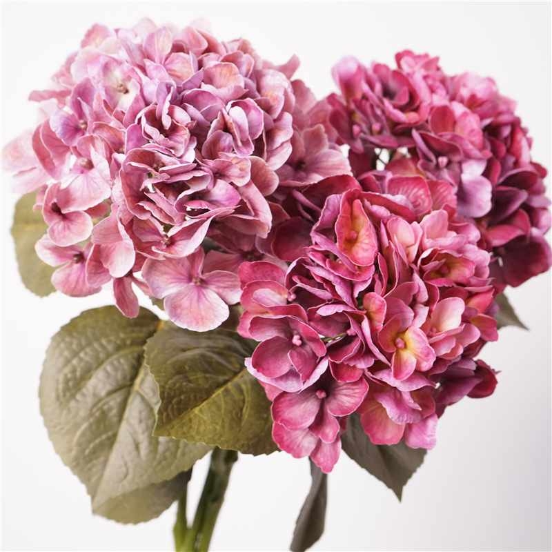 Soft-touch Big Hydrangea